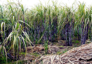 10 Health Benefits Of Sugarcane