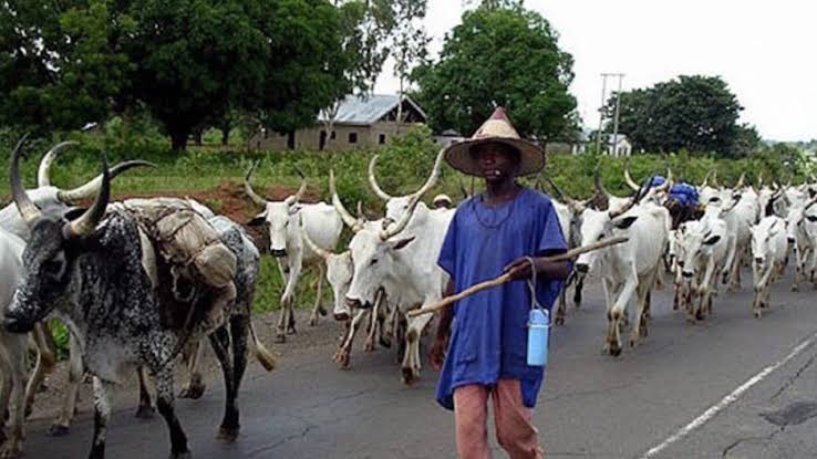 Fulani Herdsmen, Cattle