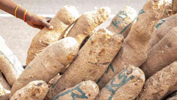 The Health Benefits of Yam: A Nutrient-Rich Tubular Delight