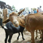 Prices Of Goats In Nigeria
